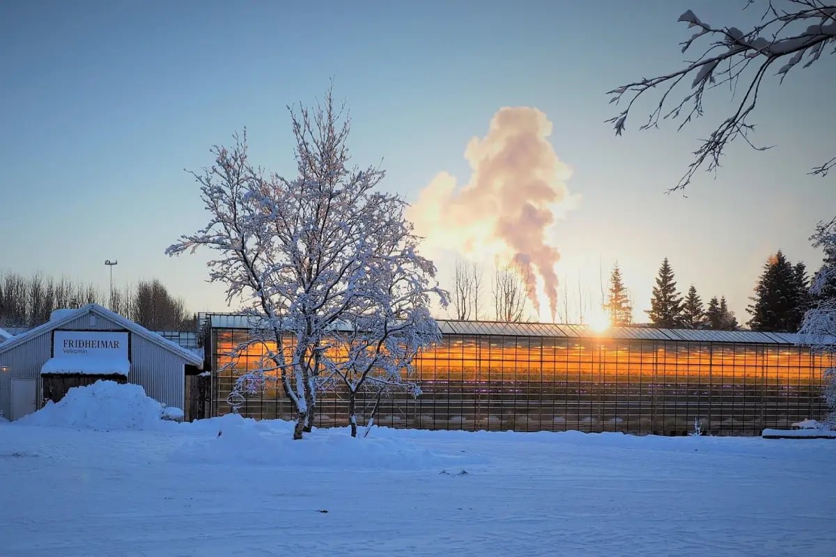 Friðheimar greenhouse glowing warmly in winter snow at sunset in South Iceland