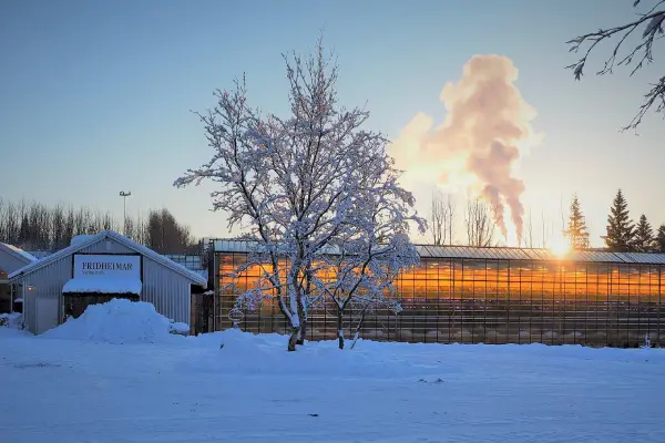 Friðheimar greenhouse in winter with geothermal steam rising in the background