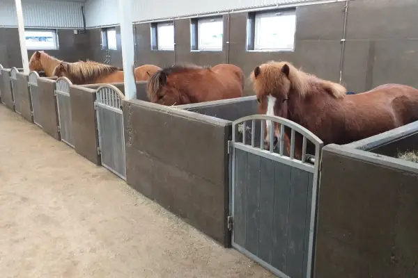 Icelandic horses inside a stable at Brú Horse Farm on the Golden Circle