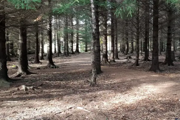 Walking path through Haukadalsskógur forest near Geysir on the Golden Circle.