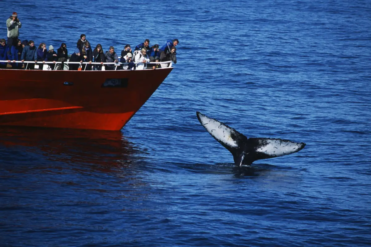 Humpback whale tail fluke near a whale-watching boat in Faxafl&oacute;i Bay