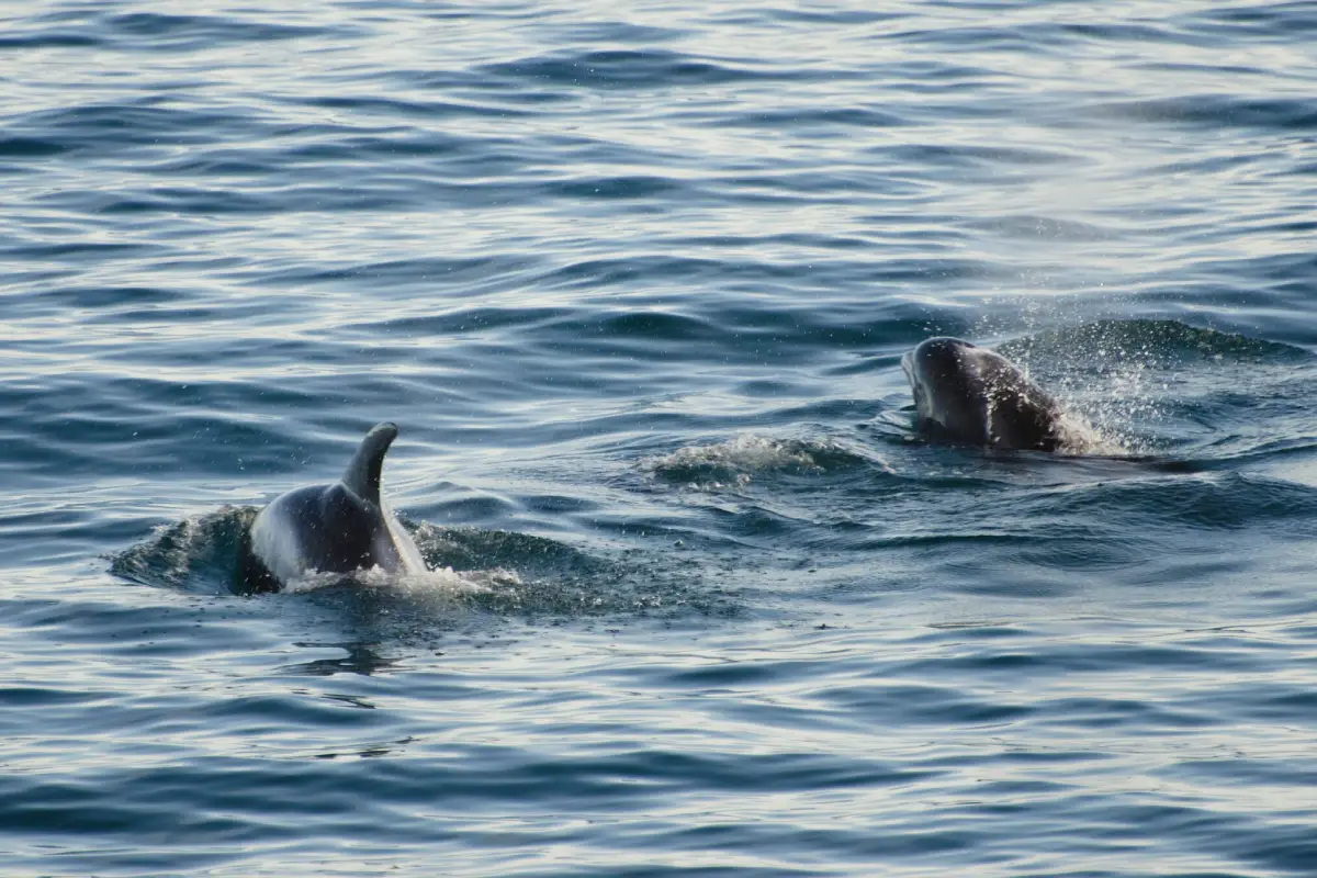 White-beaked dolphins swimming near whale watching boat in Iceland
