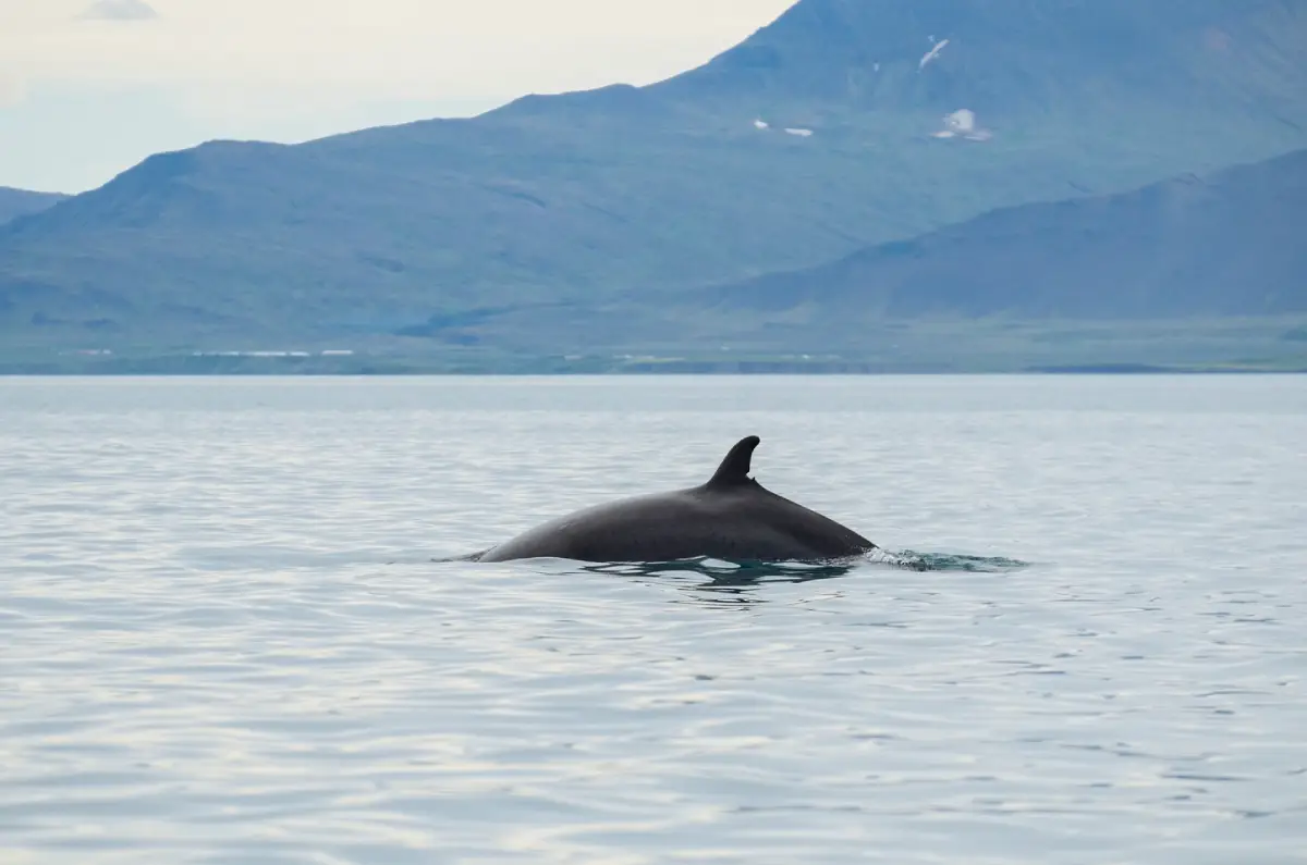 Minke whale swimming near Reykjav&iacute;k whale-watching boat