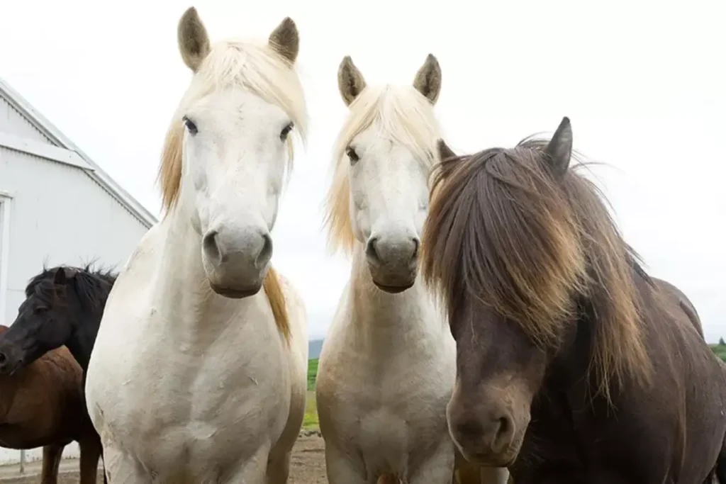 Golden Circle & Horseback Riding