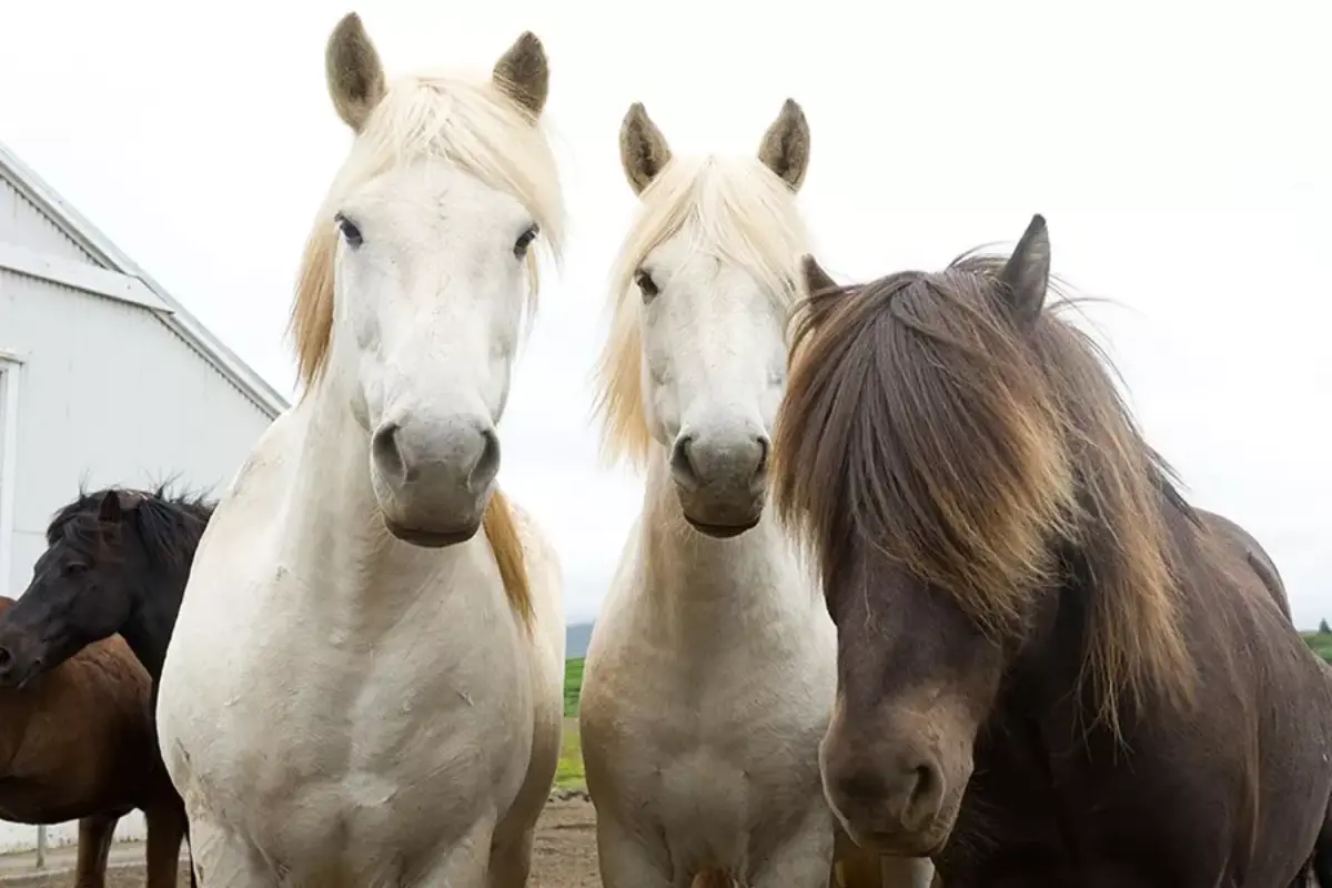 Curious Icelandic horses standing near a stable during a Golden Circle and horse riding tour in Iceland
