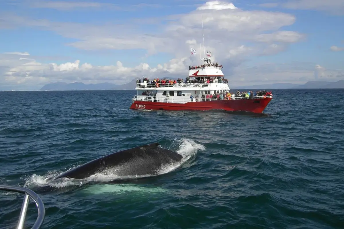 Humpback whale surfacing near a whale-watching boat from Reykjavík Old Harbor