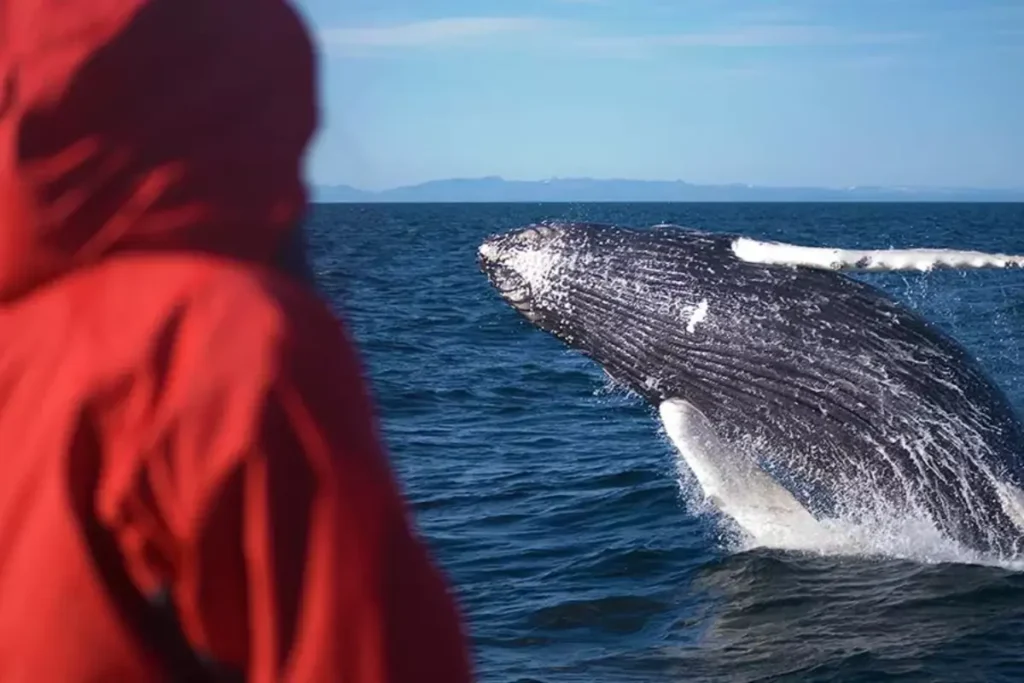 Whale Watching from Reykjavik