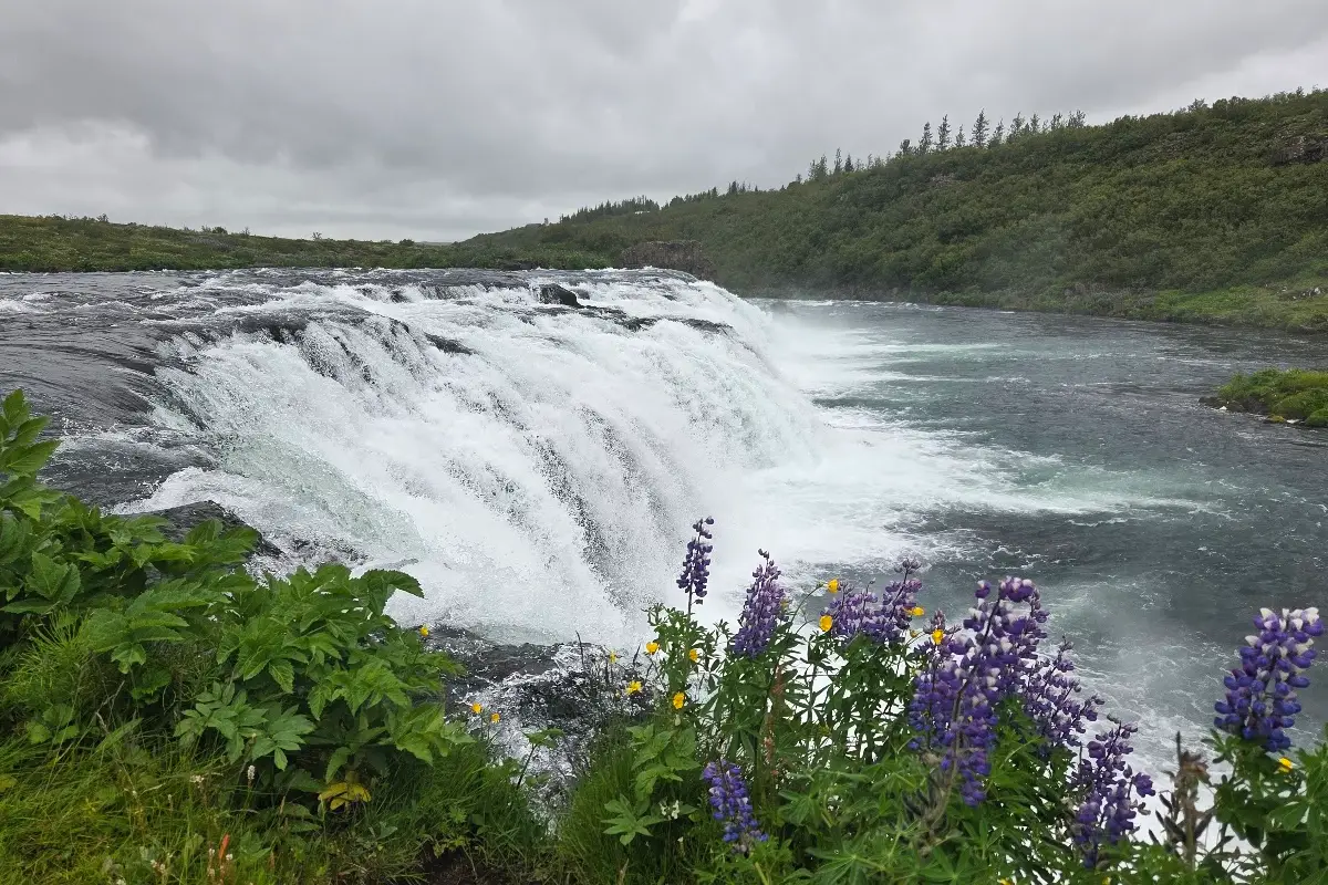 Faxi waterfall on the Tunguflj&oacute;t River surrounded by lupines