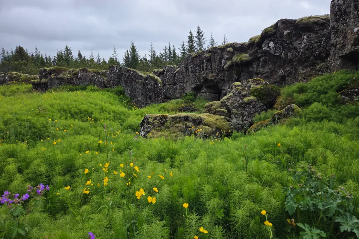 Icelandic landscape