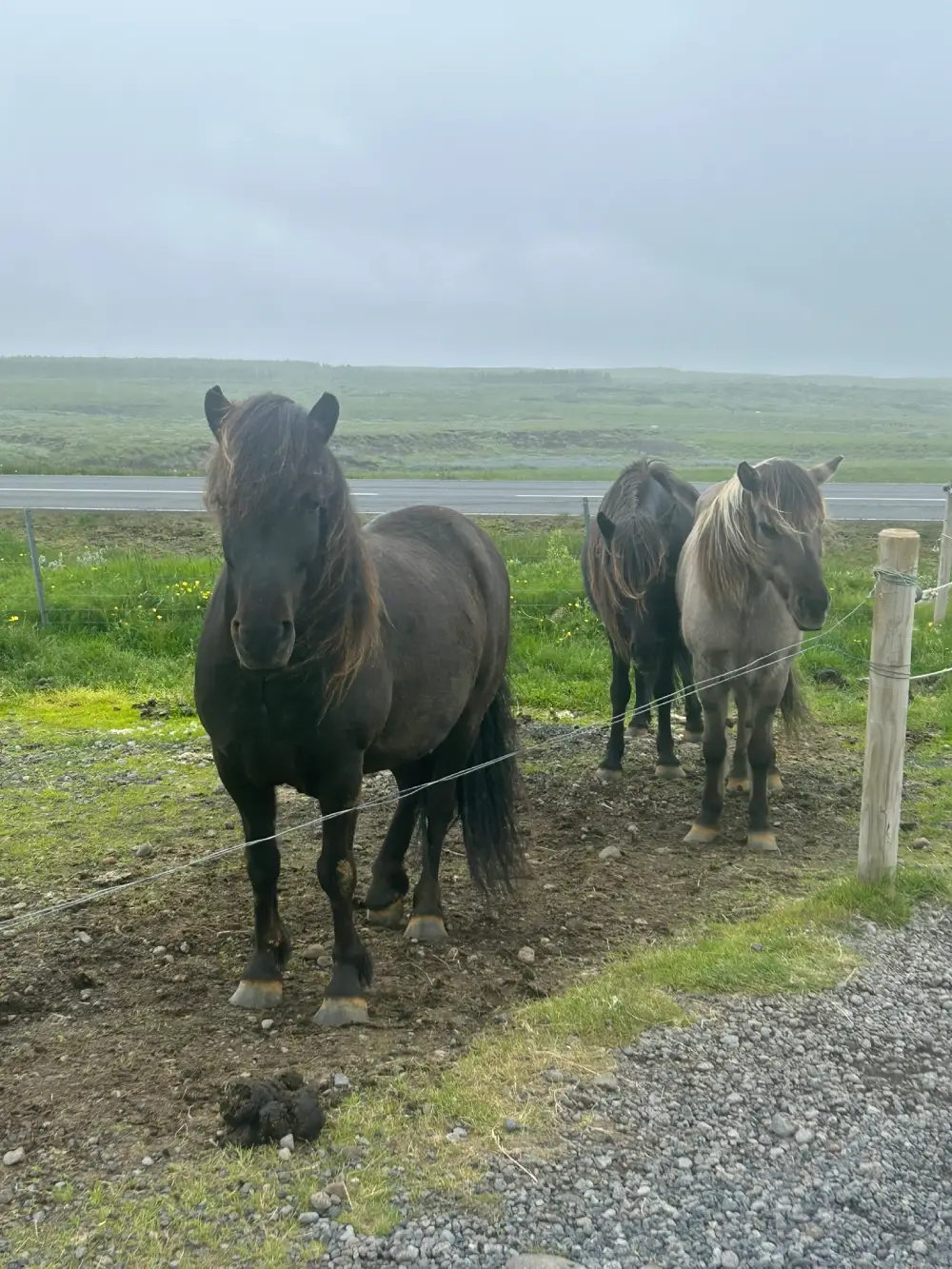 Horses at Br&uacute; Horse Farm