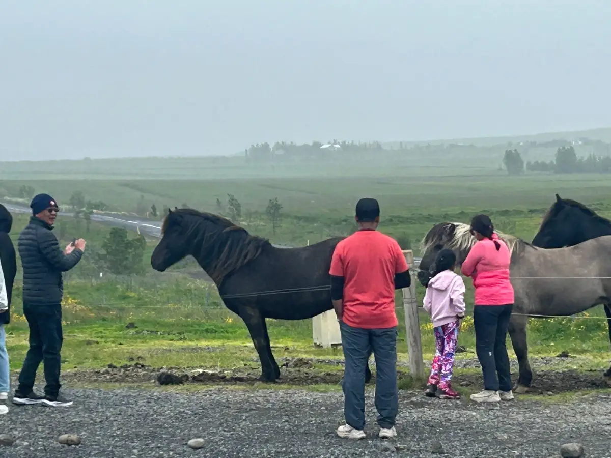 Visitors meeting Icelandic horses at Br&uacute; Horse Farm